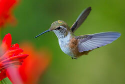 Hummingbird image